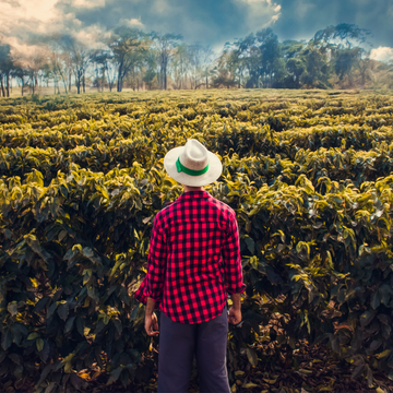 The challenges of coffee cultivation