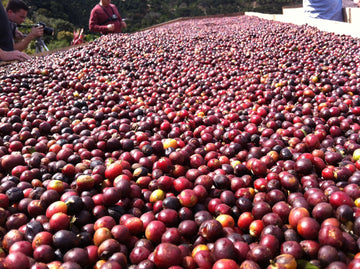 I'm New to Specialty Coffee, Where do I Begin?