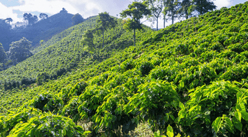 Honduran Coffee: Why It’s Gaining Popularity in the Specialty Coffee Market