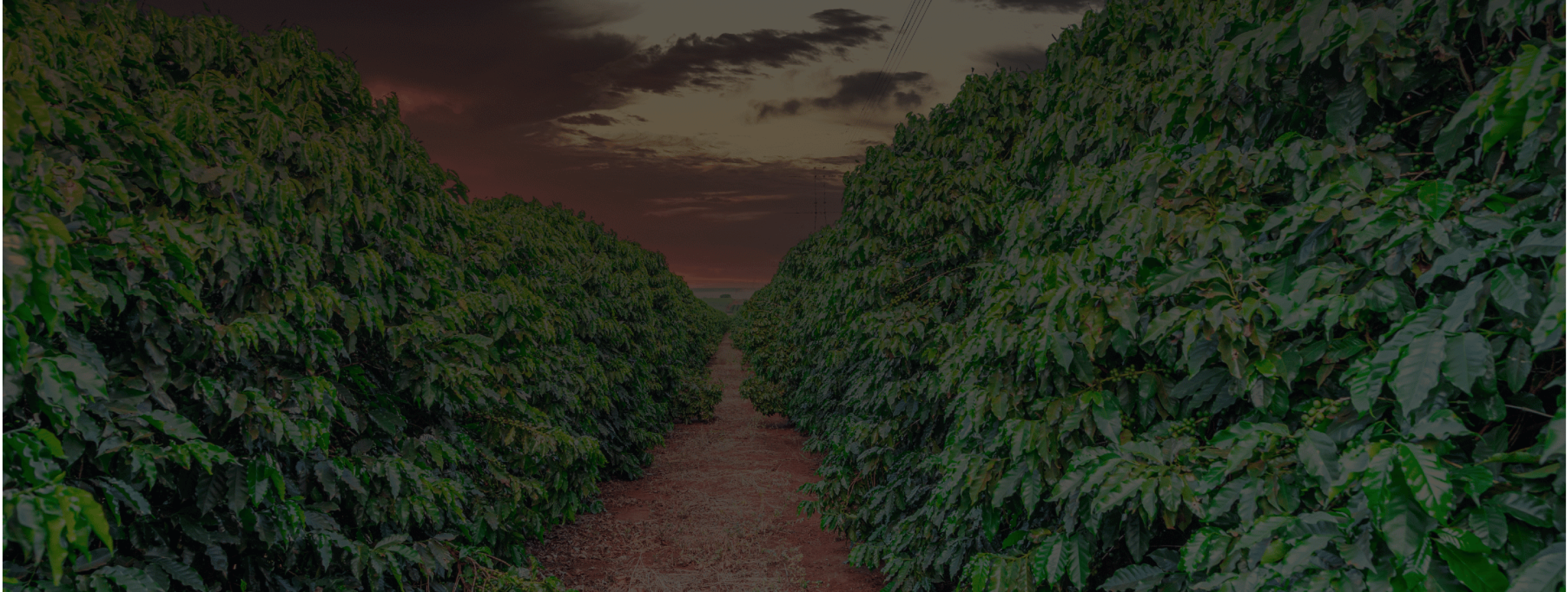 coffee farm