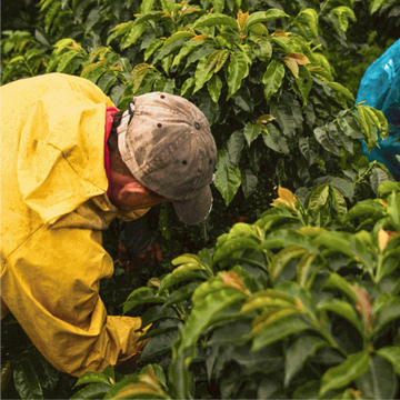 coffee farmer