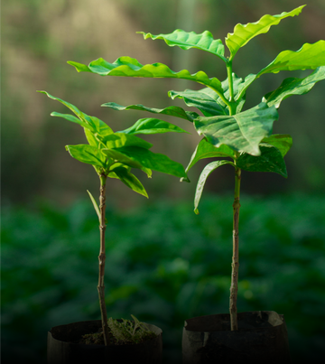 coffee trees