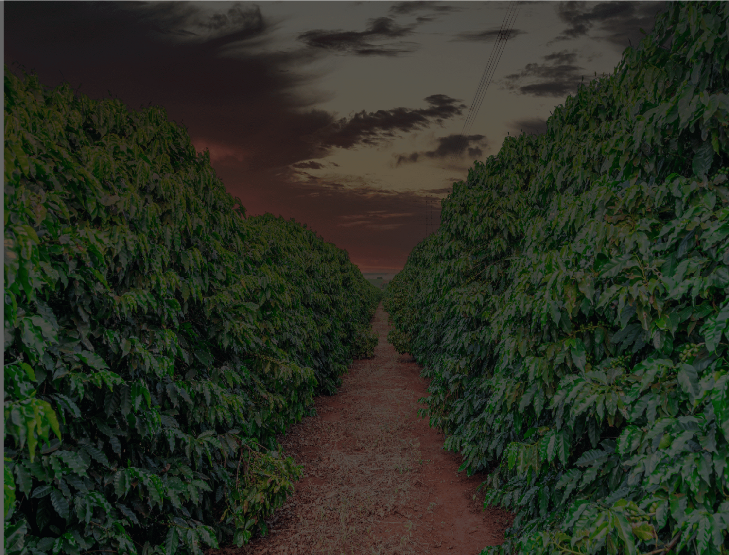 coffee farm