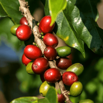 Direct Trade vs Fair Trade – By Kiera Fobb